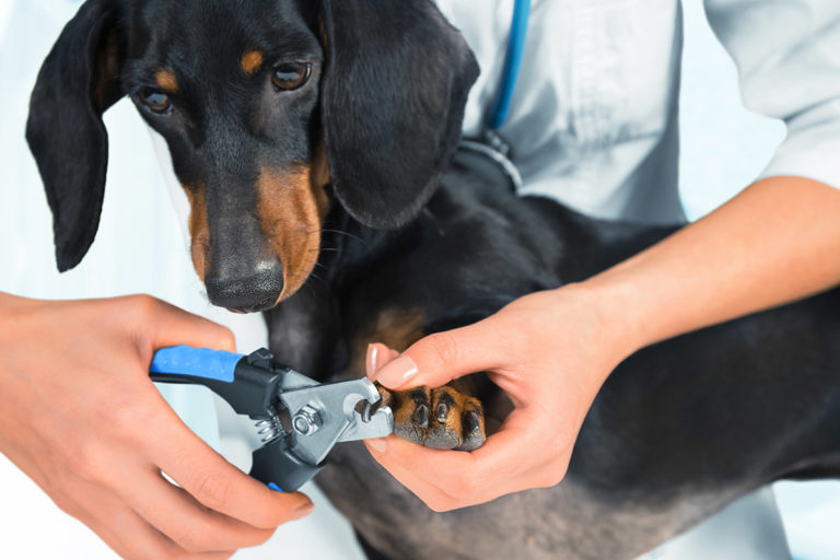 Kloklipp av hund