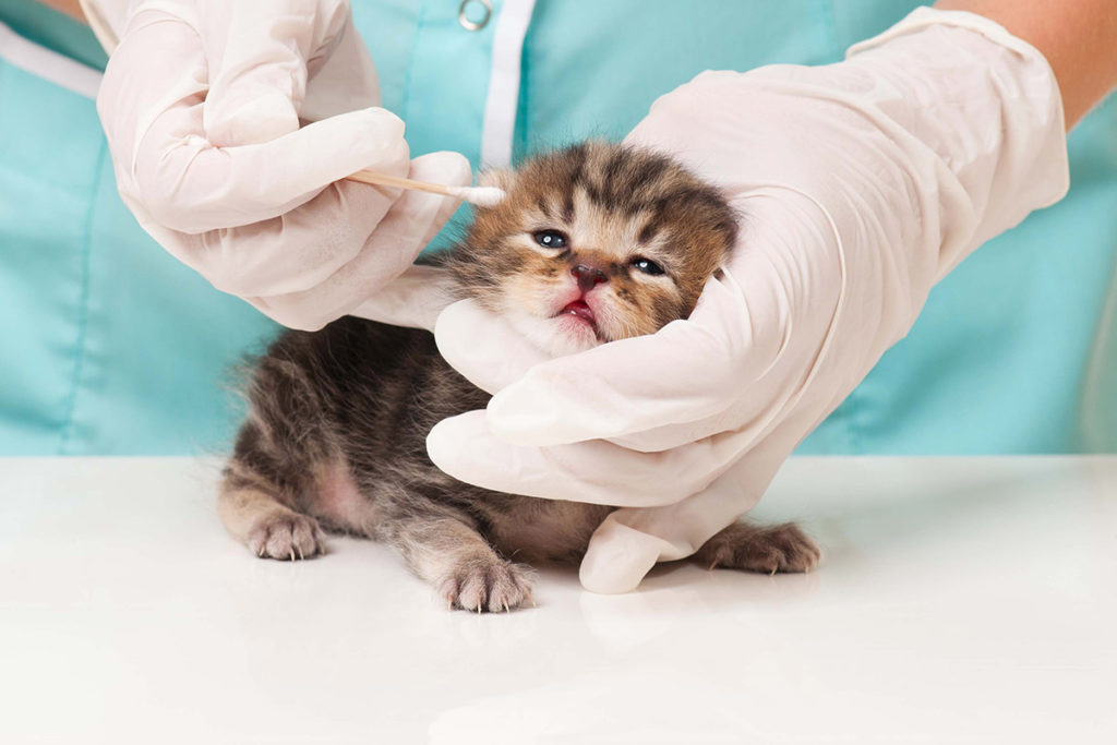 Lopper og flått hos katt Lillehammer Dyreklinikk og Gausdal Dyreklinikk