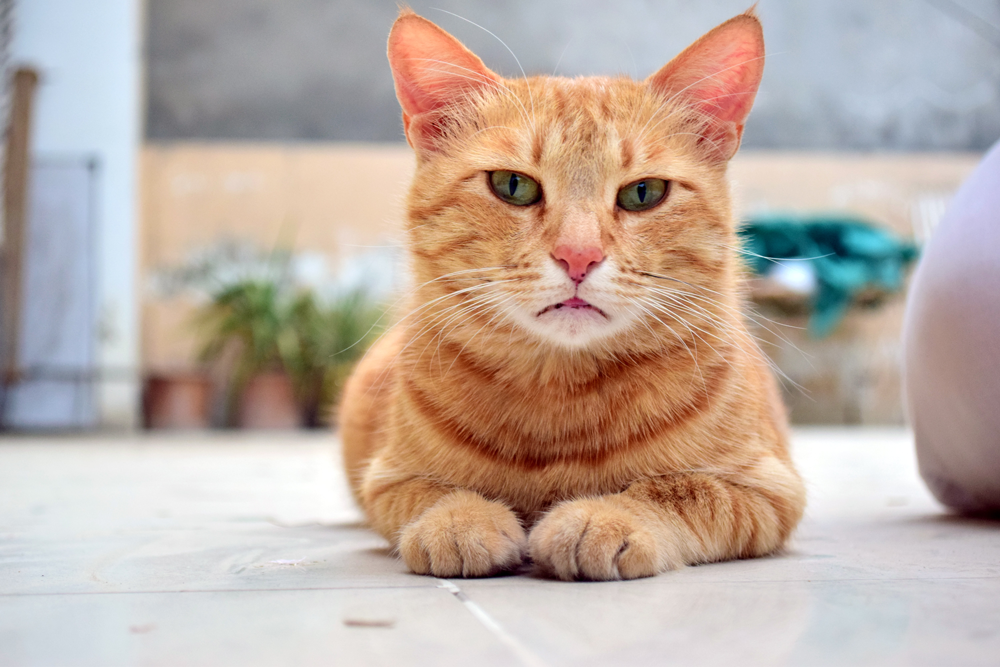 Løskatt, katt som ligger på bakken