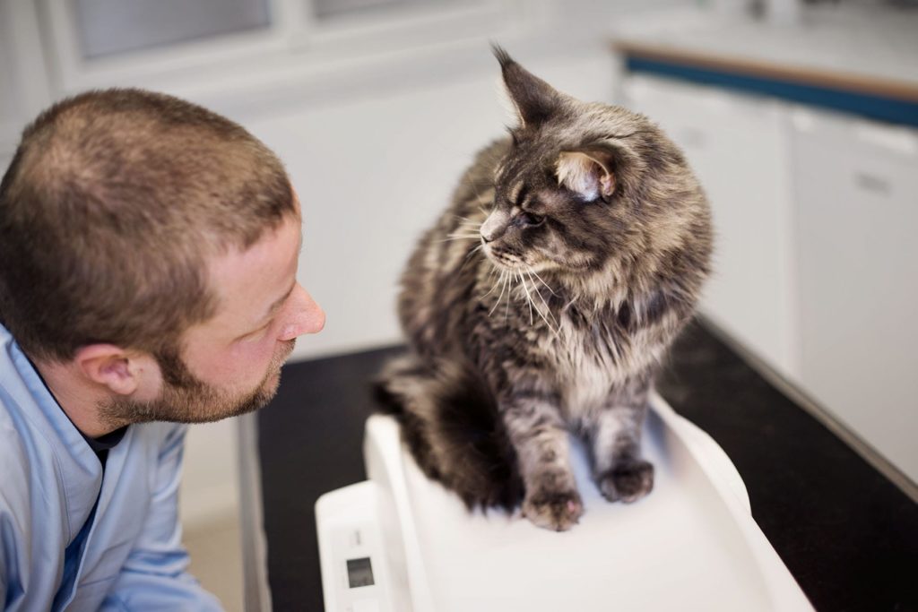 Helsesjekk av katt hos veterinær