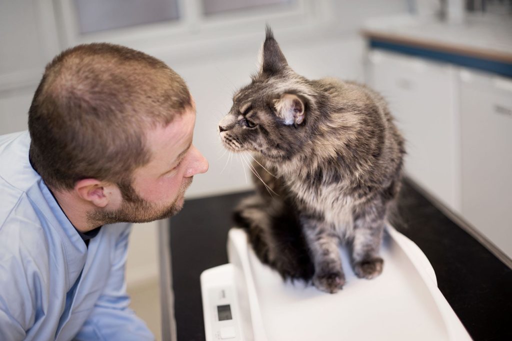 Helseskontroll av katt hos Lillehammer Dyreklinikk