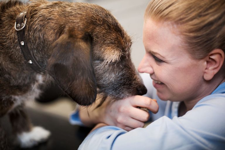 Helseskontroll av hund hos Lillehammer Dyreklinikk