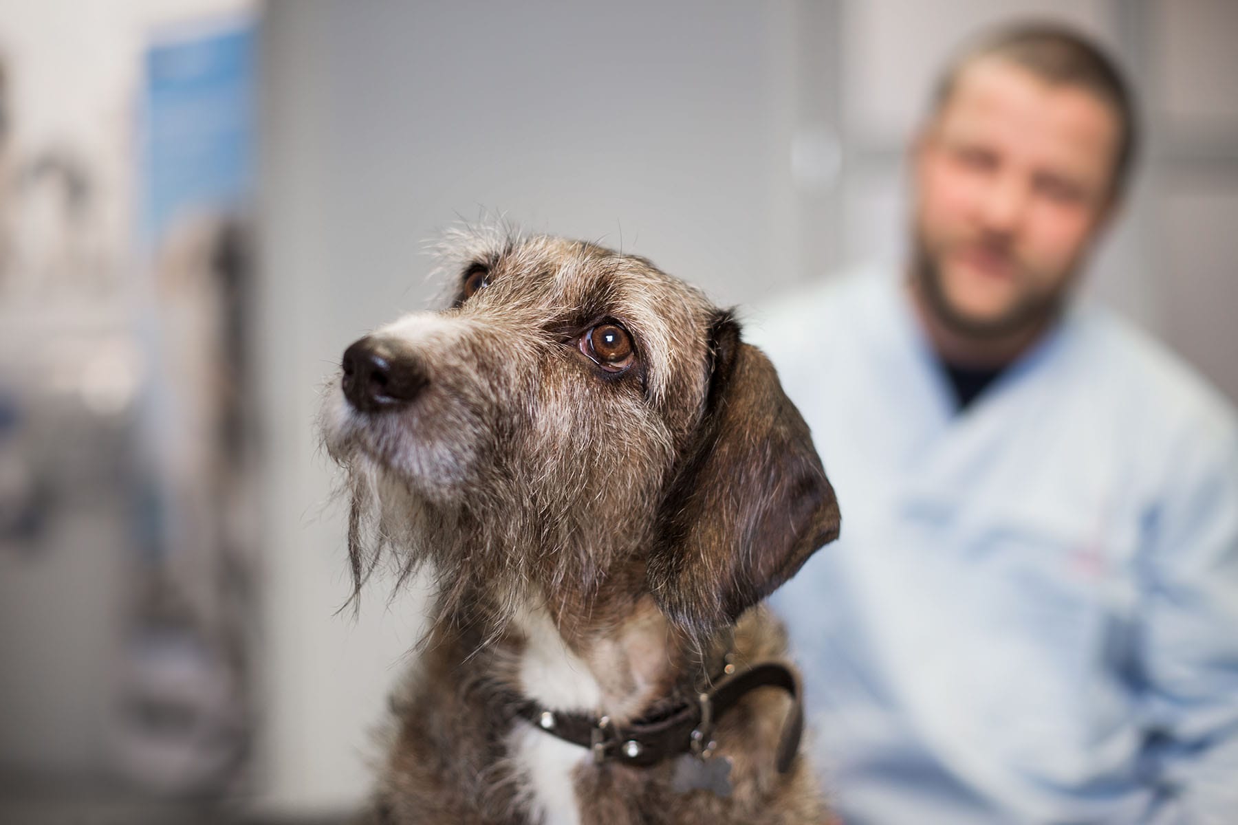 Hund hos Lillehammer Dyreklinikk