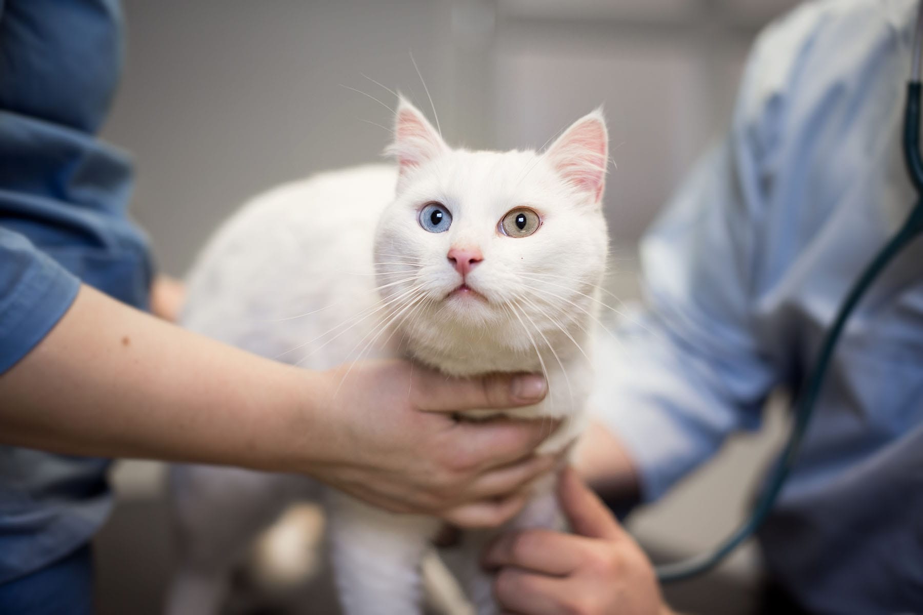 Helsesjekk av katt hos Lillehammer Dyreklinikk