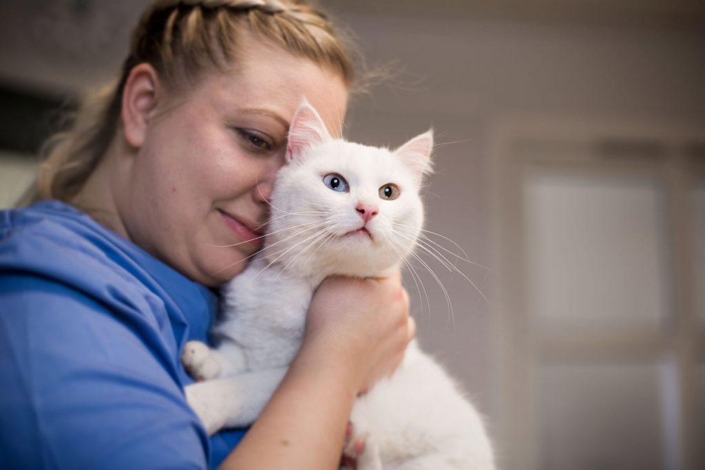 Katt hos Lillehammer Dyreklinikk