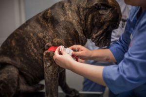 Vaksinering av hund ved Lillehammer Dyreklinikk