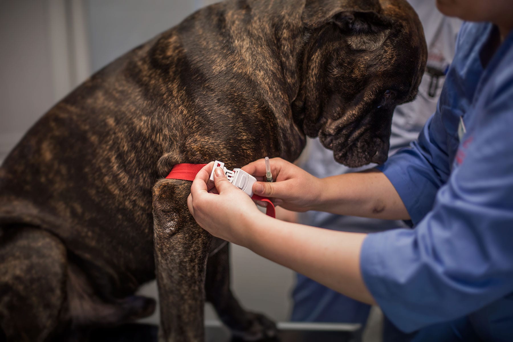 Vaksinering av hund ved Lillehammer Dyreklinikk
