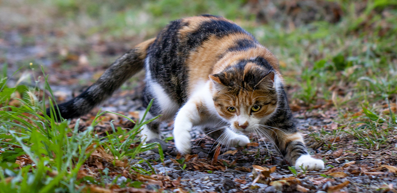 Katt på jakt etter fugl