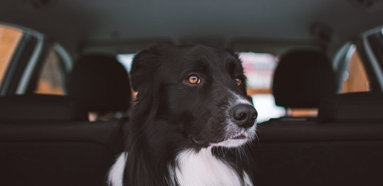 hund i bil, heteslag