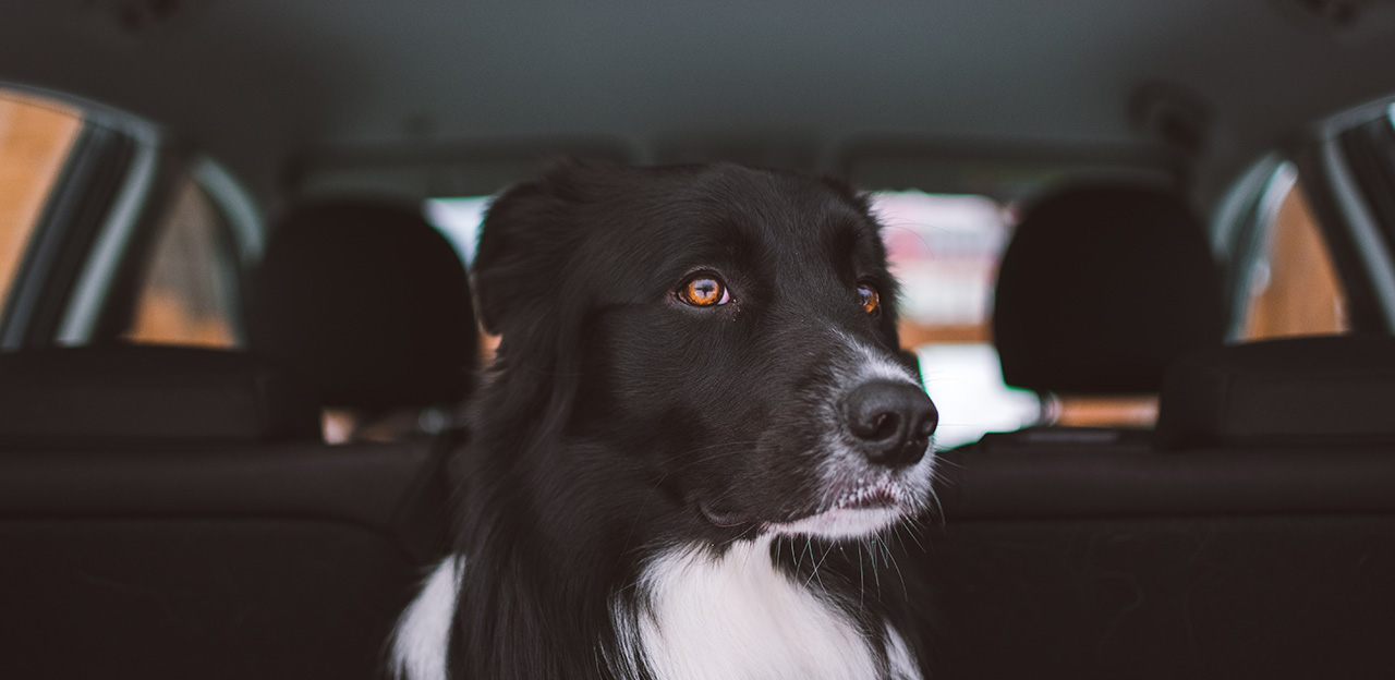 hund i bil, heteslag
