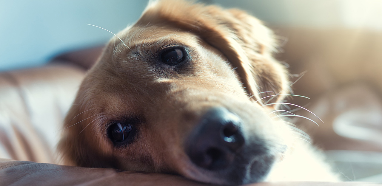 Syk hund, Golden retriever