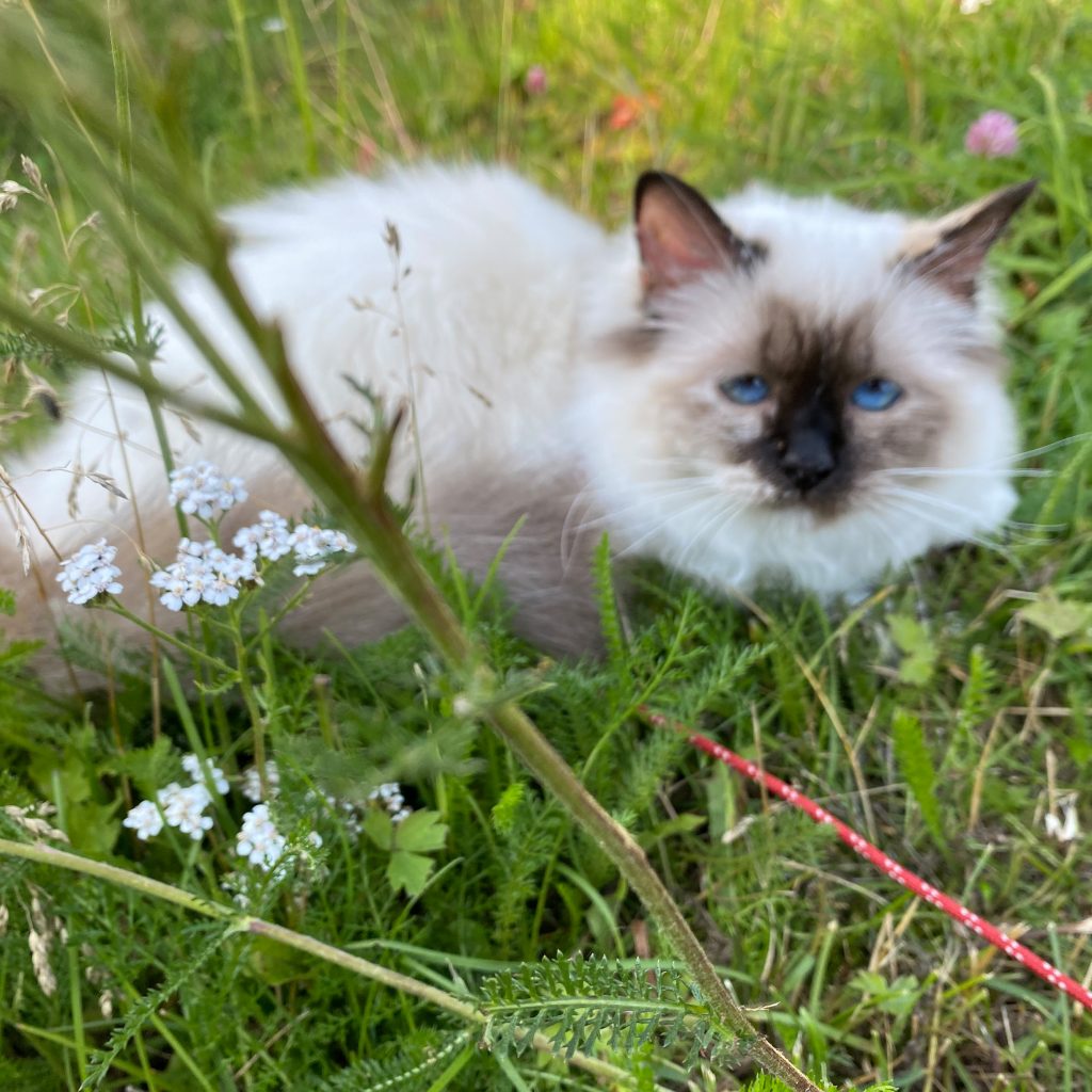 katt som ligger i gresset