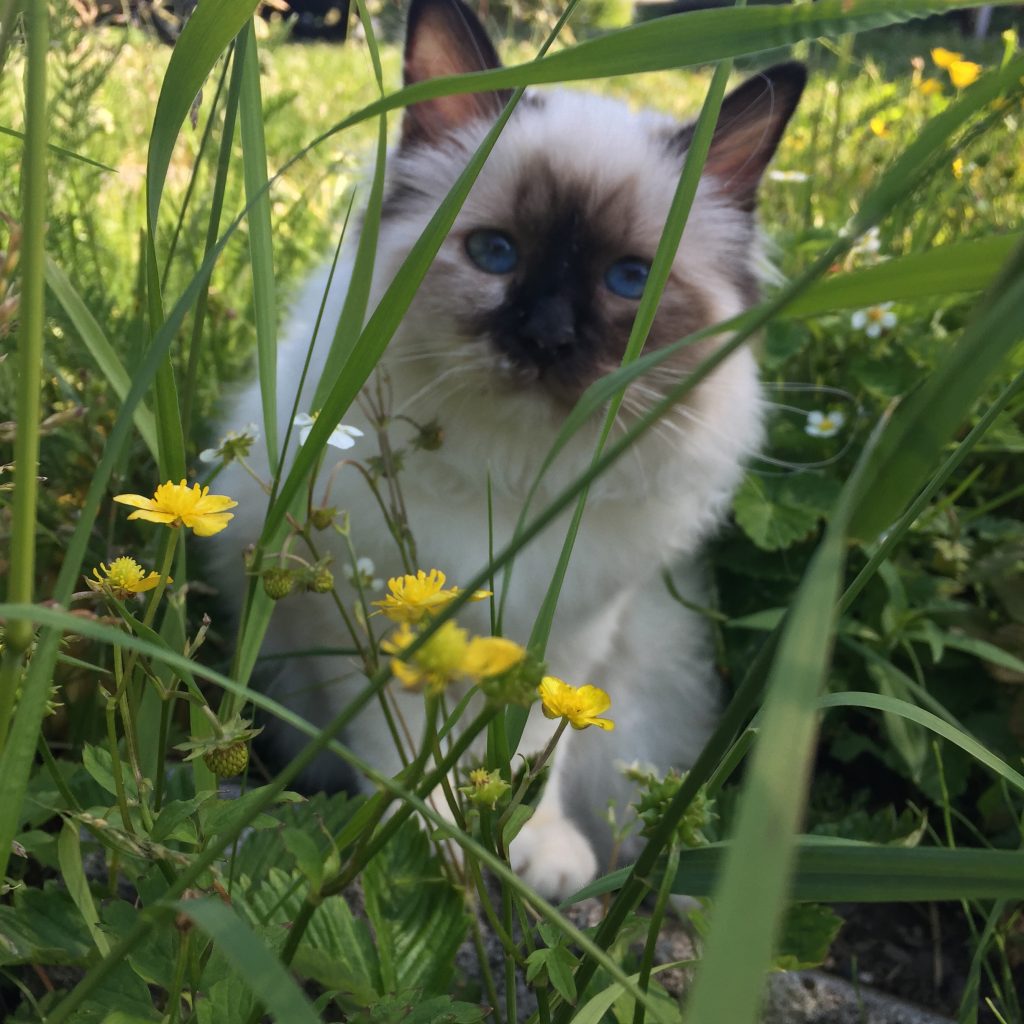 katt som sitter i gresset