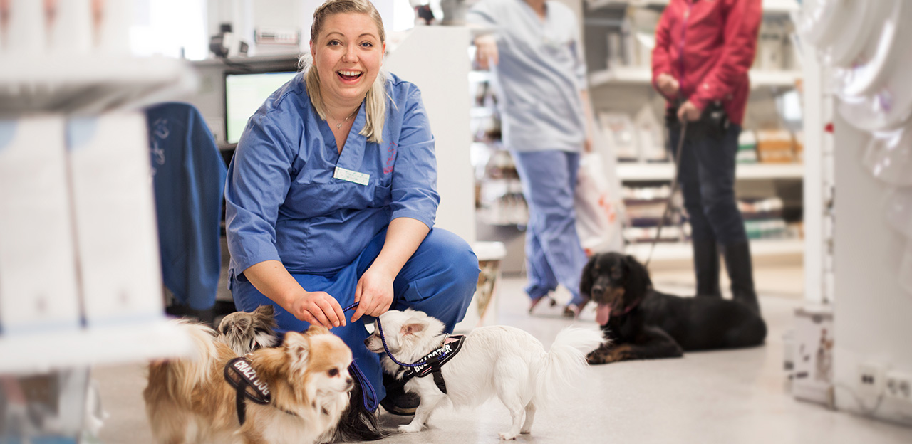 veterinær Mari, resepsjon lillehammer dyreklinikk, hunder hos veterinær