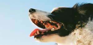 periodontitt hos hund