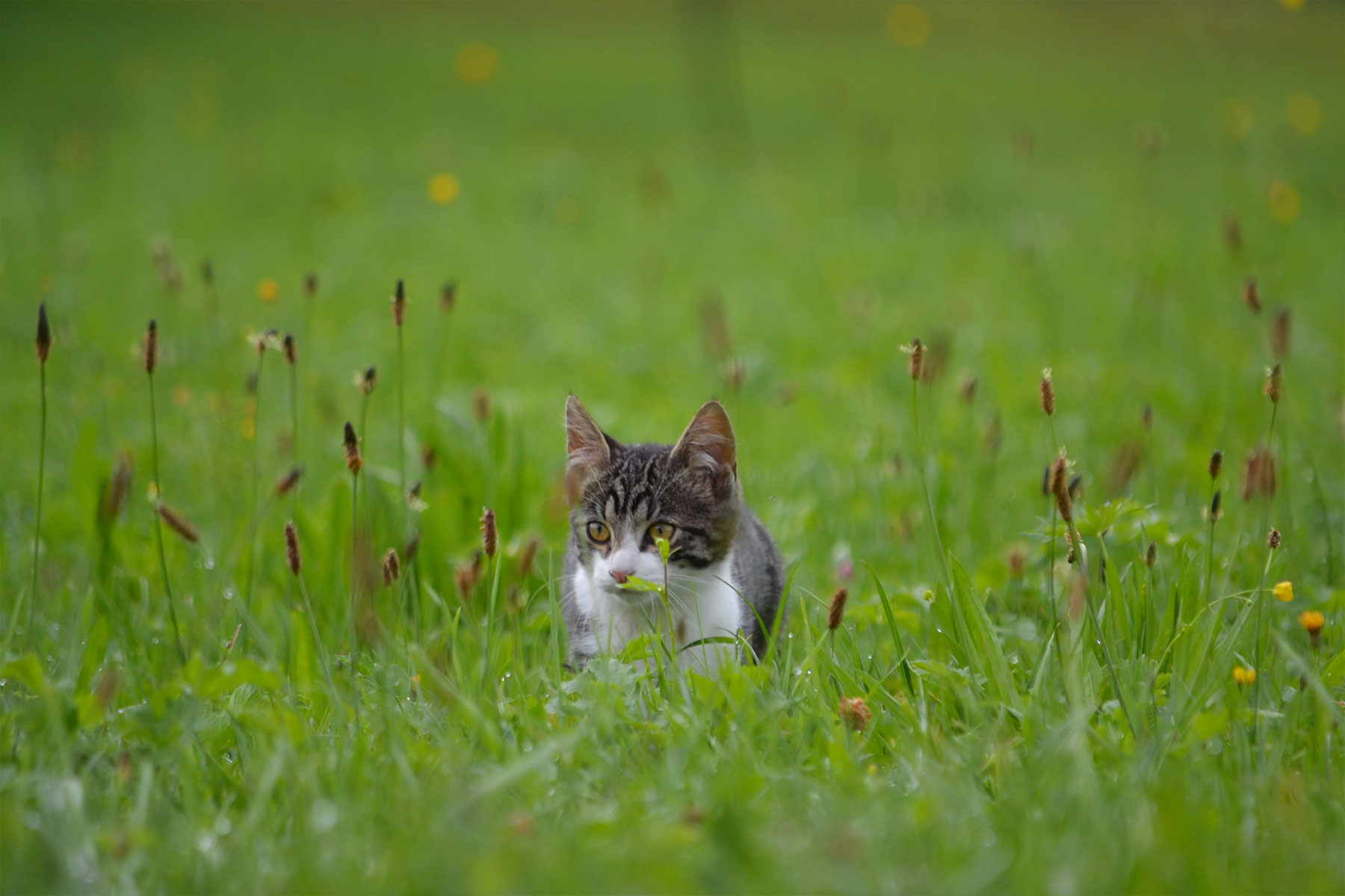 katt i gresset