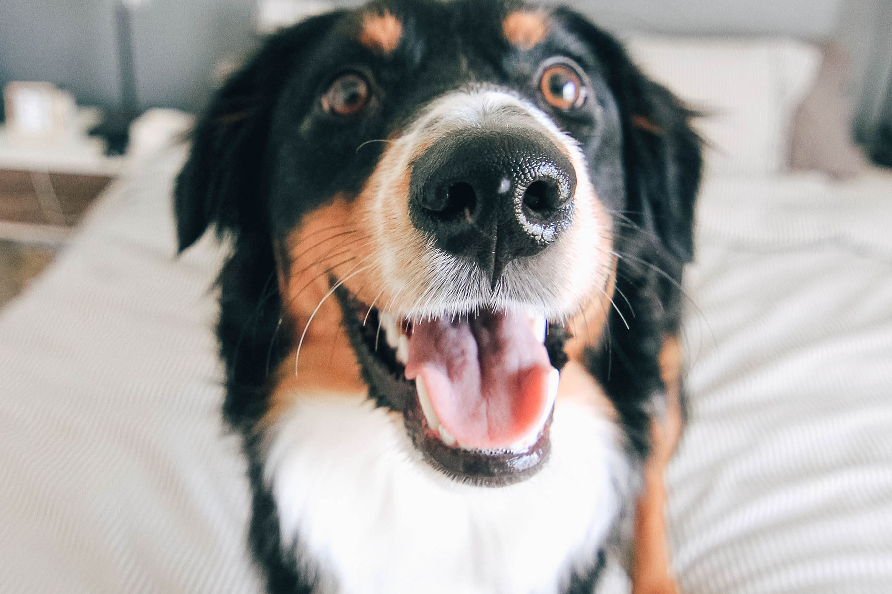 hund til laserbehandling