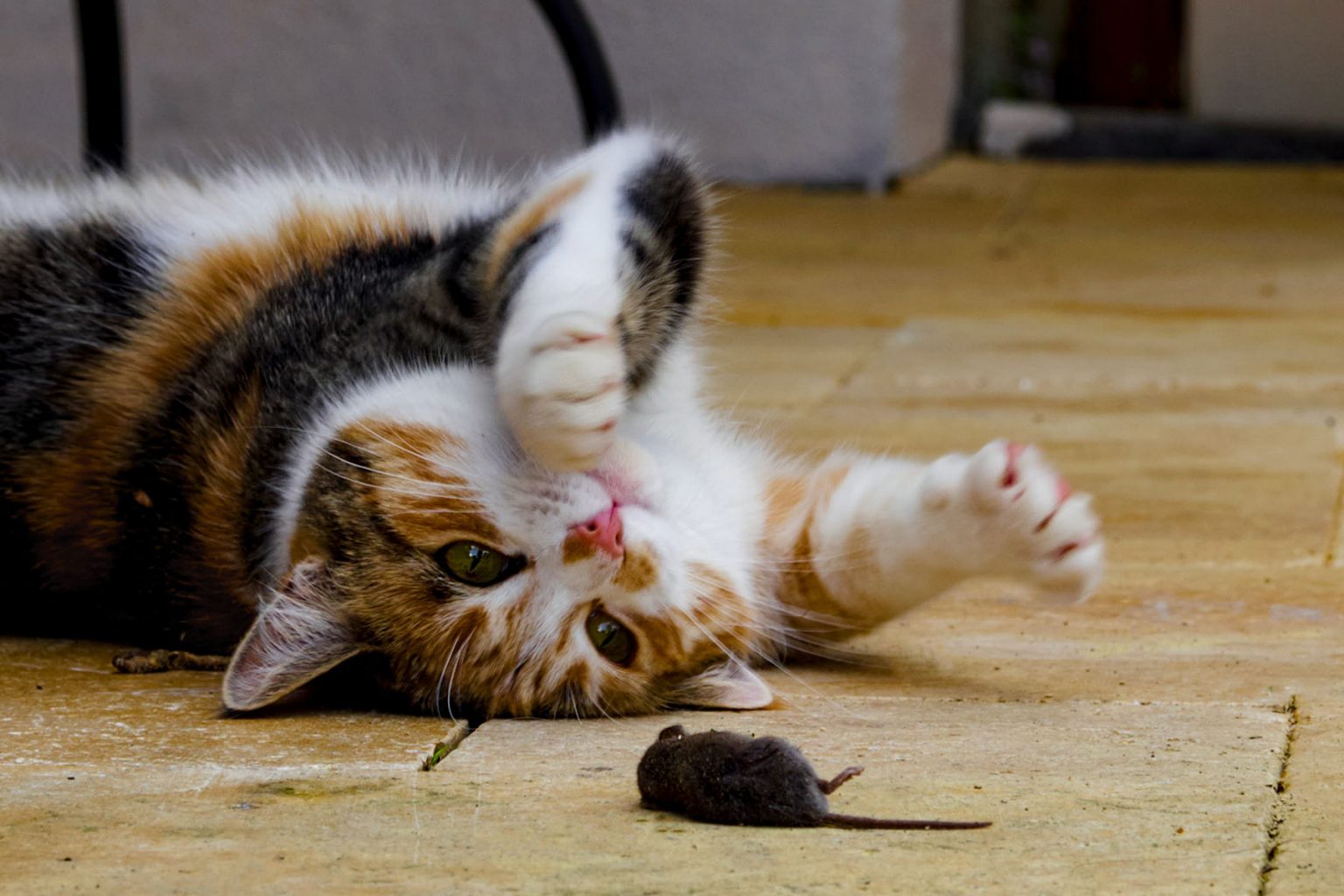 Musegift kan katt og hund Lillehammer Dyreklinikk og Gausdal