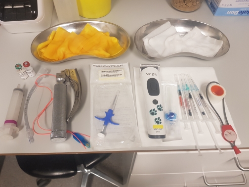 Utstyr til operasjon, kastrering av hunnkatt