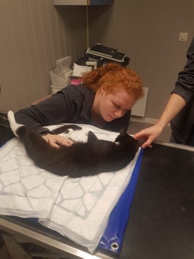 hunnkatt som skal kastreres sammen med veterinær