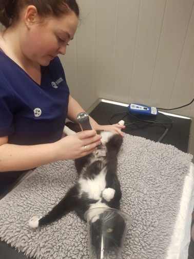 barbering av katt, klargjøring til kastrering