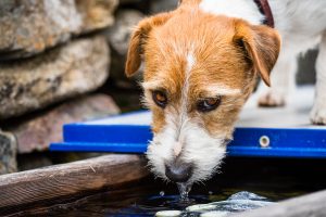 Hund som drikker vann, Leptospirose kan smitte via vann
