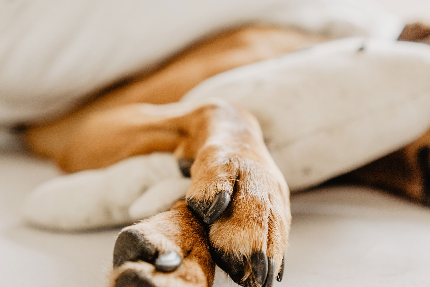 slapp hund som sover, hund har fått i seg et fremmedlegeme