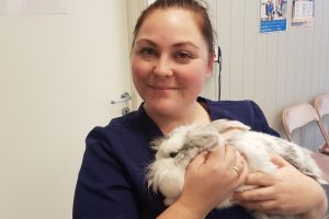 Kanin til behanling hos Lillehammer dyreklinikk, korrigering av tenner