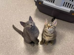 to kattunger som har fått vaksine