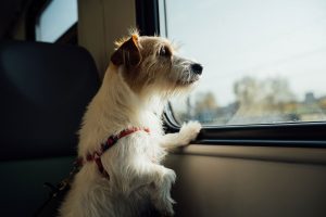 hund på reise