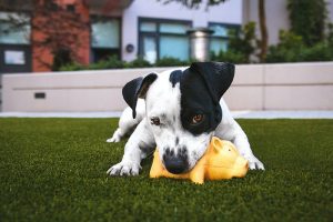 tyggeleke hund, tyggeleke til hund er et godt tips for en sunn tannhelse