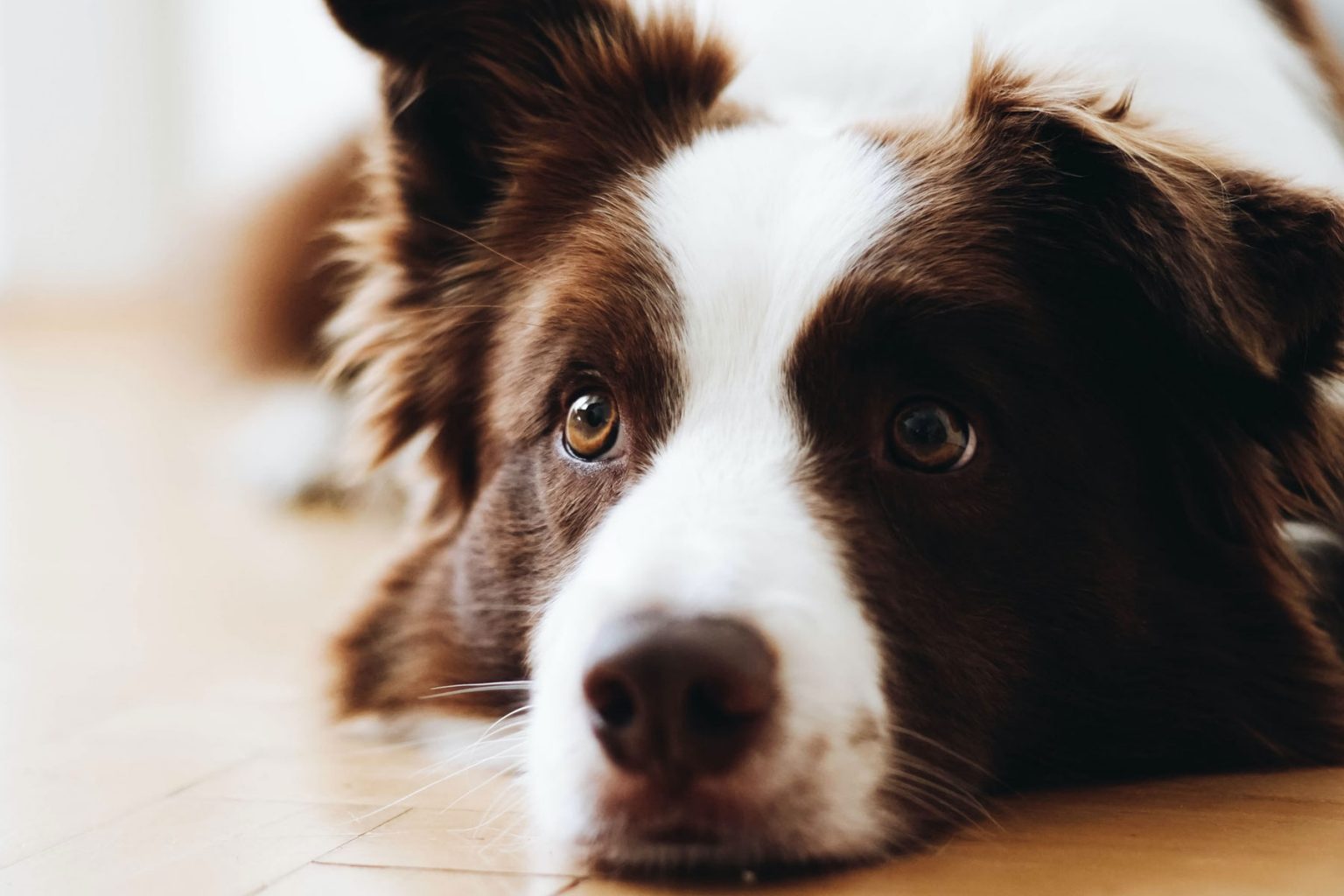 Herpes hos hund Lillehammer Dyreklinikk og Gausdal Dyreklinikk