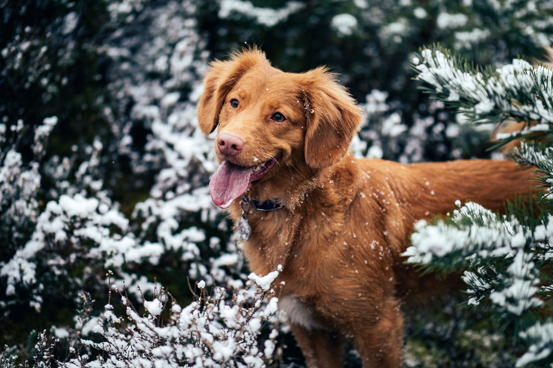 hund, snø, tre