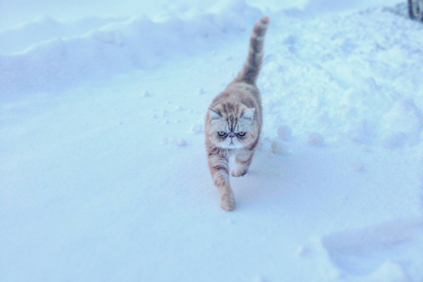 katt, snø, kulde