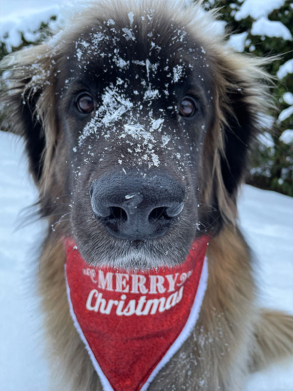 Hunden Nutti ønsker god jul