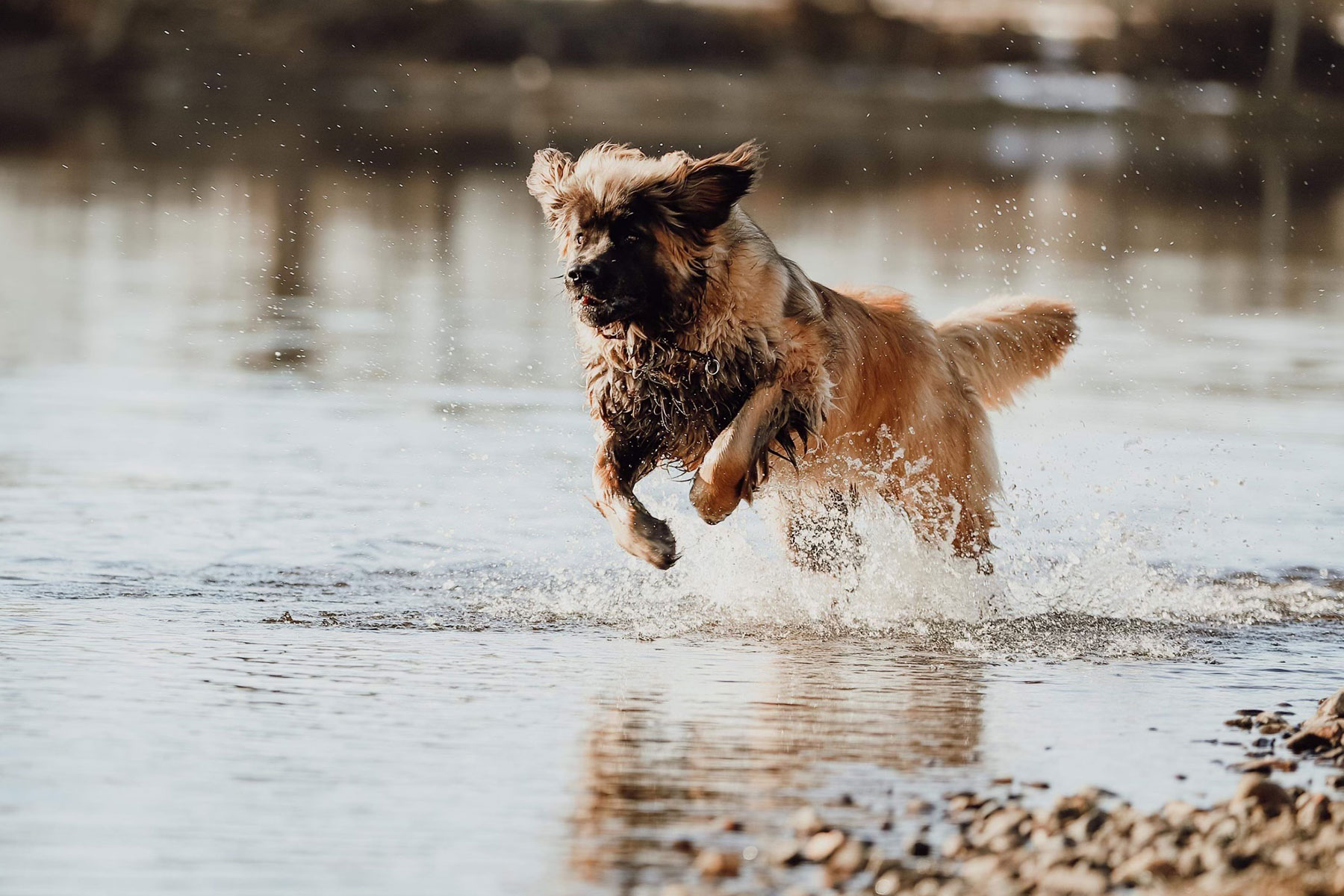 Hunden Nutti som løper i vannet