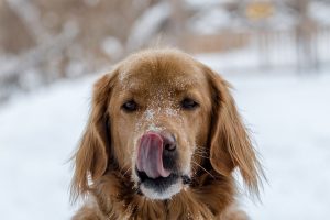 hund om vinteren, kulde kan skape problemer