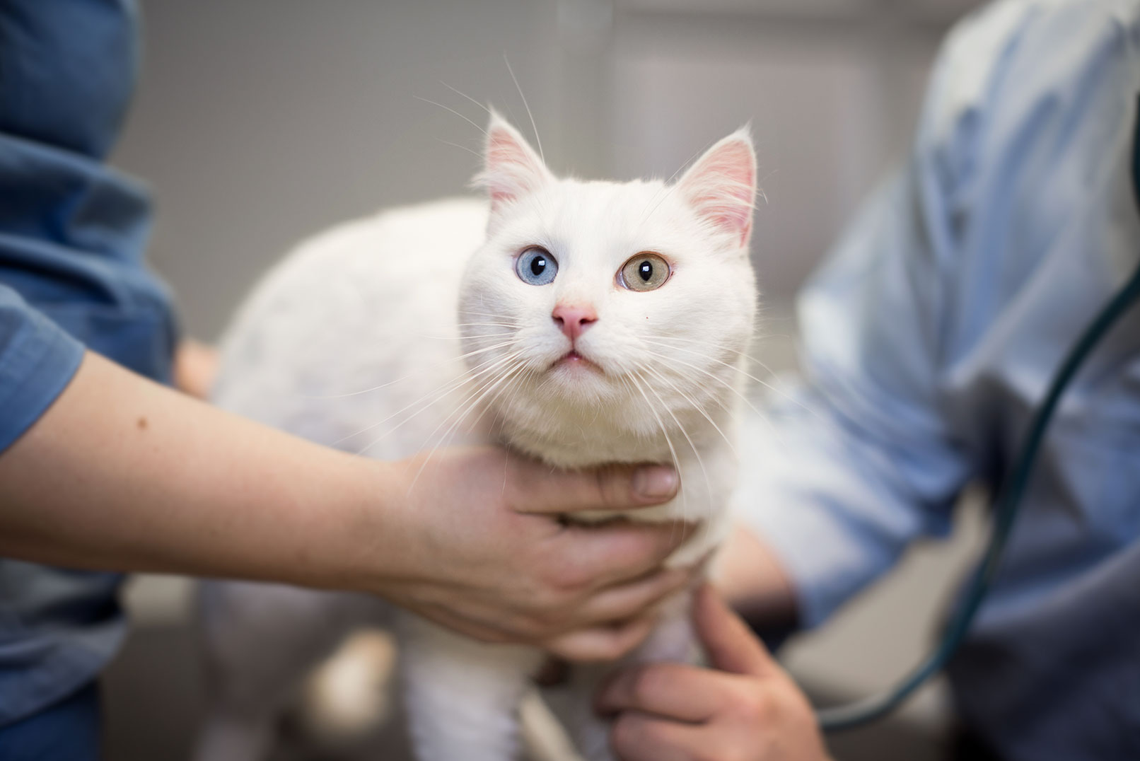 katt inne til Gastroskopi, undersøkelse av katt