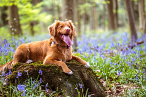 Hund, blomstereng, skog