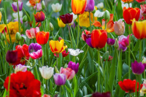 tulipaner, giftige blomster
