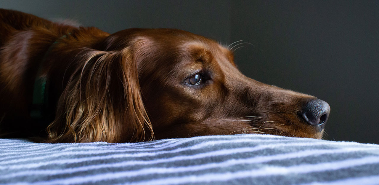 syk hund, hund med diare og oppkast