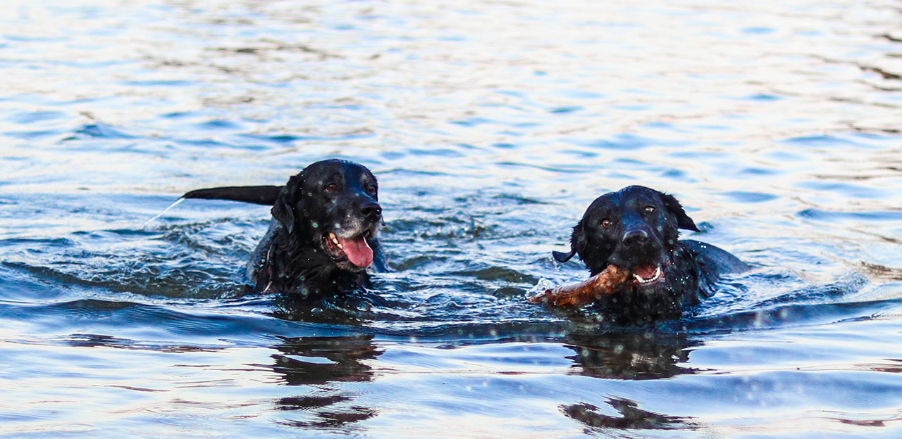 hunder som bader, våteksem oppstår ofte om sommeren