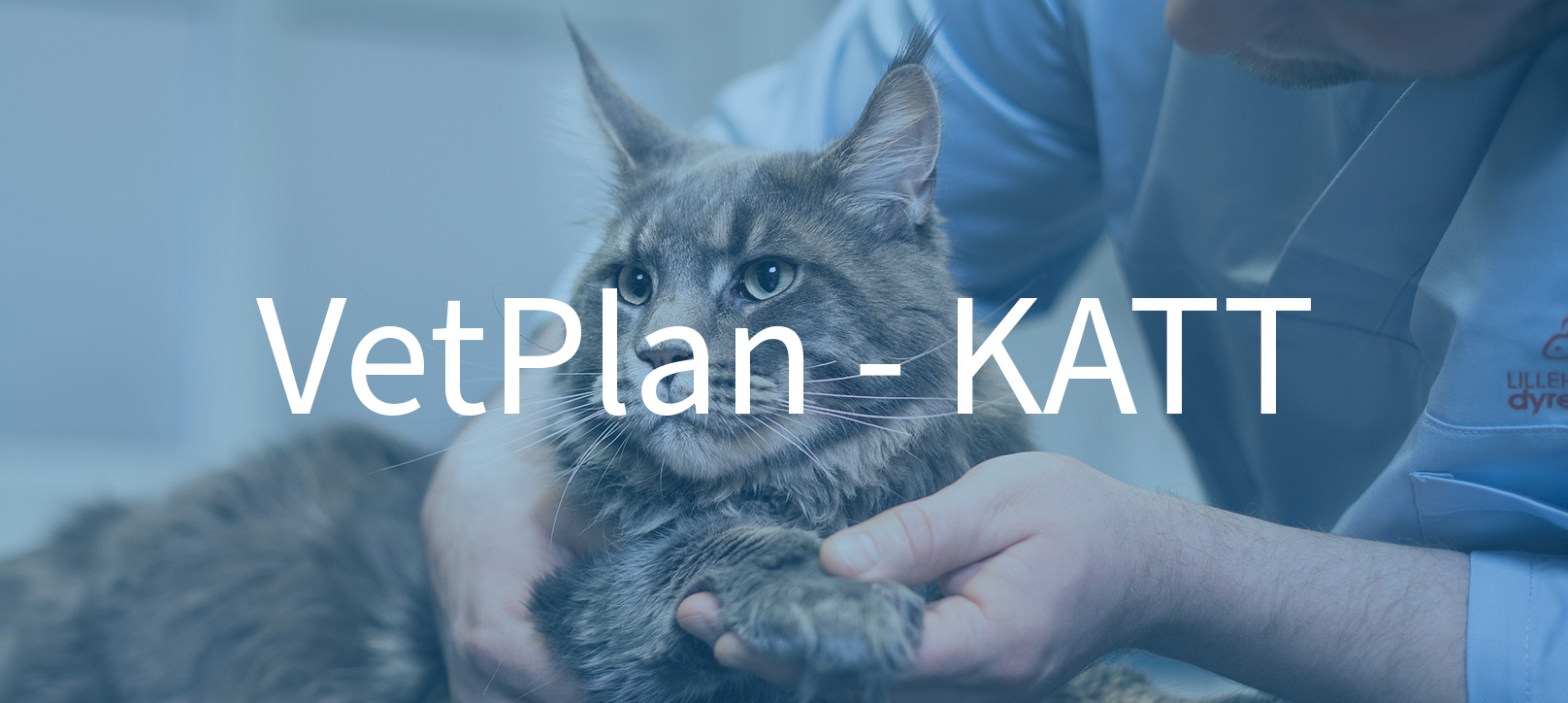 vetplan, katt