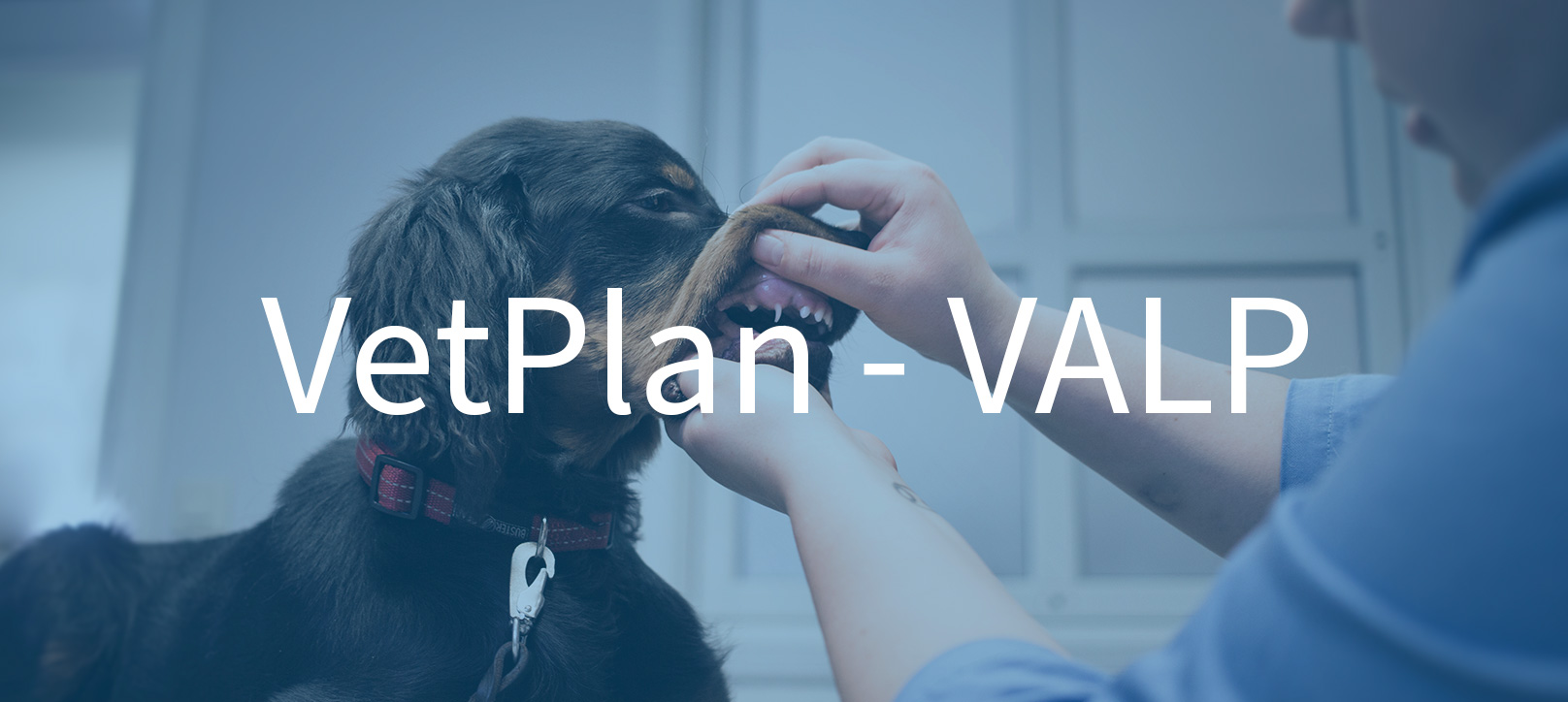 vetplan, valp