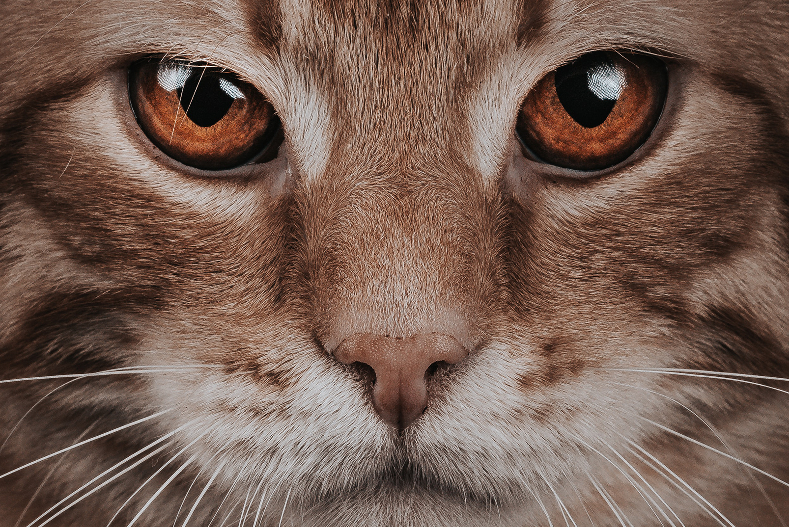 katt