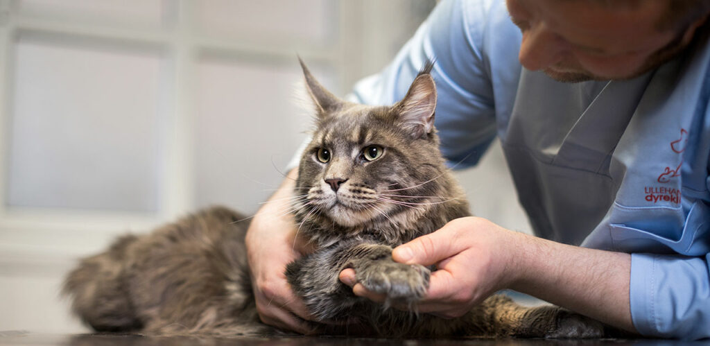 kattepest, vaksine, katt, veterinær, undersøkelse