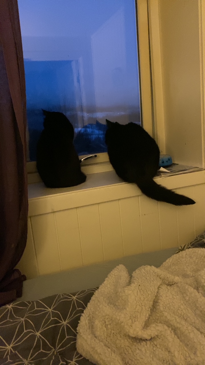 to sorte katter i et vindu