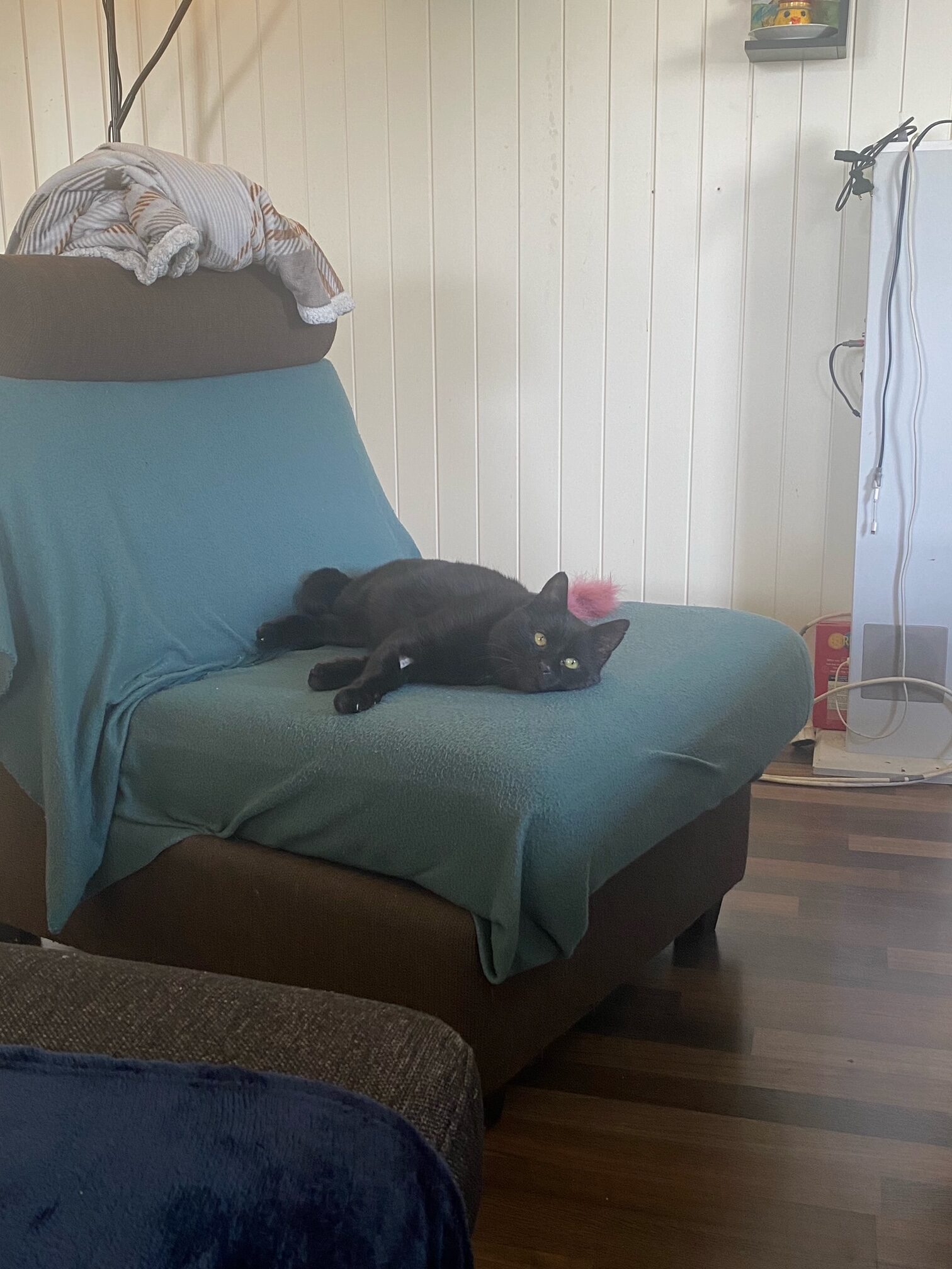 hjemløs katt i stue, ligger på stol