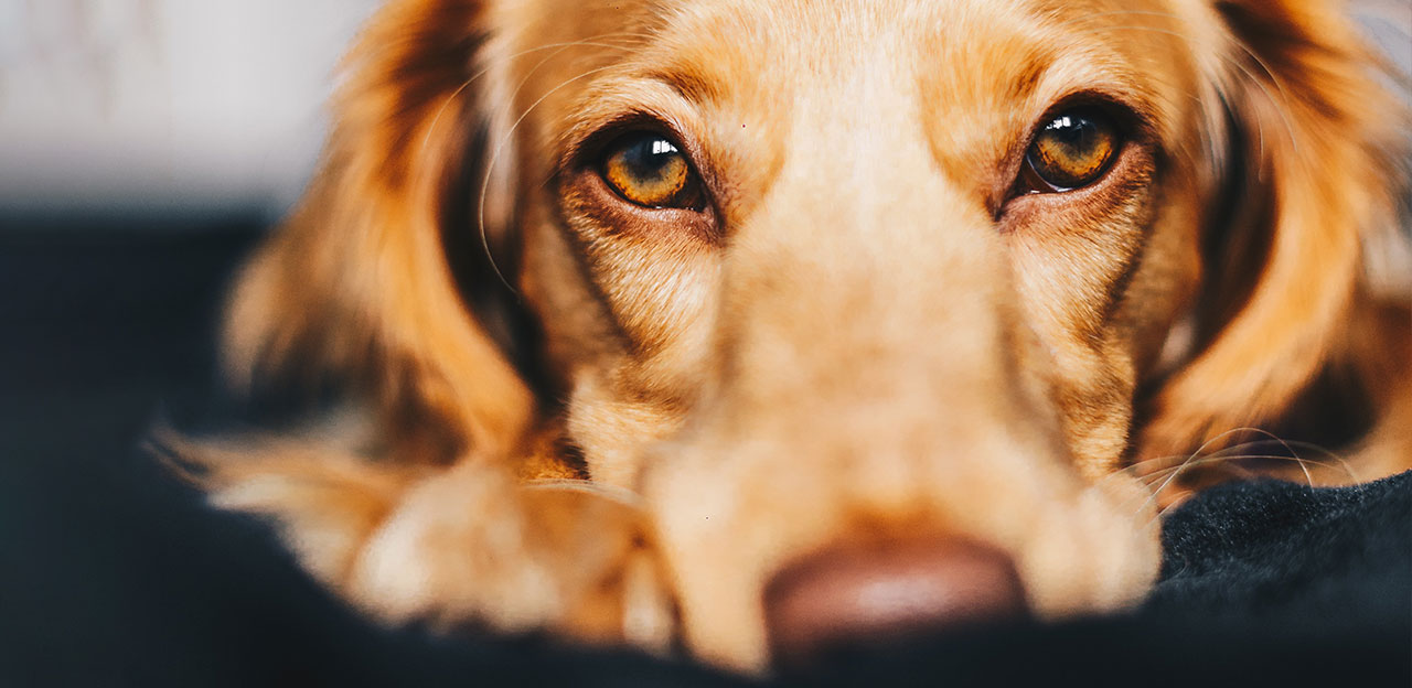 Urinstein hos hund Lillehammer Dyreklinikk og Gausdal Dyreklinikk