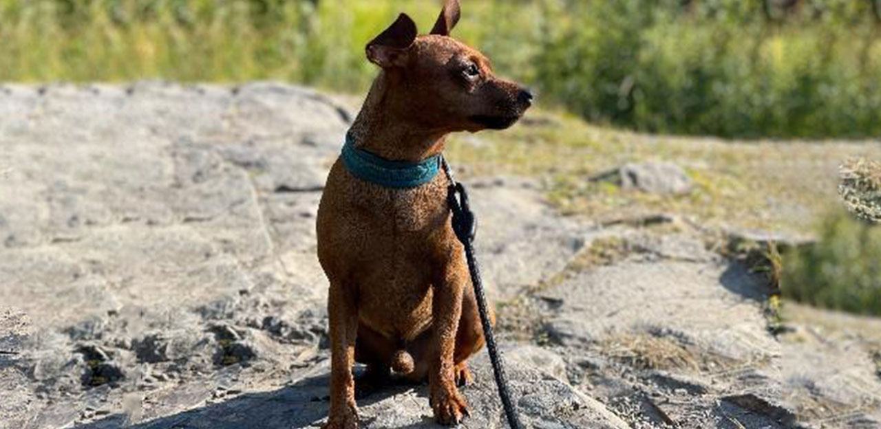 hund, tur, sitter på fjell